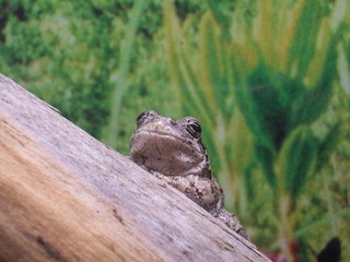 Bull Frog