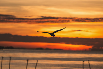 Silhouetted flying seagull with sunrise scene at Bangpu beach, Samutprakarn of Thailand. Seagulls come to Bangpu every winter season.