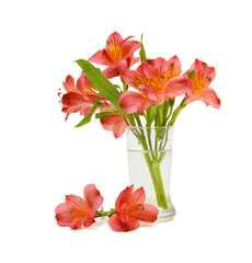 Beautiful alstroemeria lily flowers on white background 