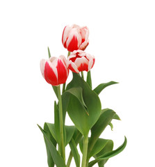 Row  tulip flowers isolated on white 
