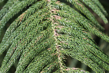 Branch of the tree is Taiwania cryptomerioides
