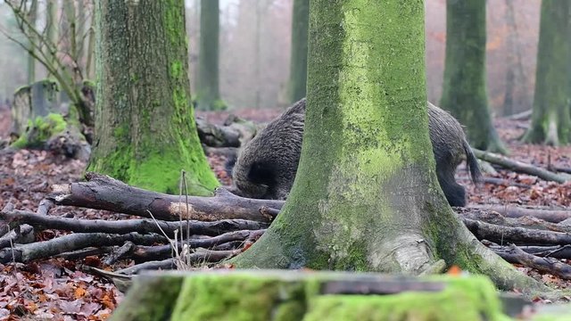 Wildschwein auf Futtersuche im Wald, Schwarzwild, Dezember, (Sus scrofa)
