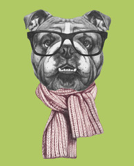 Portrait of English Bulldog with glasses and scarf , hand-drawn illustration