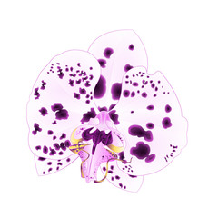 Orchid  with dots Phalaenopsis closeup Purple and white  beautiful flower  isolated vintage  vector illustration editable  hand draw