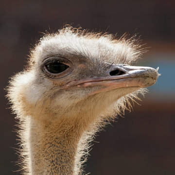 Ostrich portrait close-up