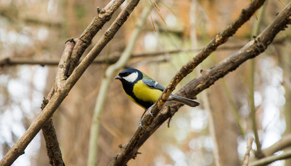 Tit in the woods