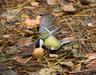 Tit in the woods
