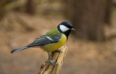 Tit in the woods