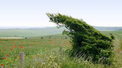 Windswept tree on the South Downs with wild poppies in the background