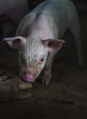 Young cute piggy in farm.