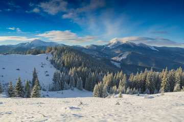 Snow covered fir trees against mountain peaks