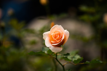 秋薔薇