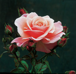Close up of a pale pink rose