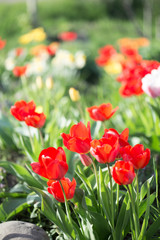 Multi-colored tulips