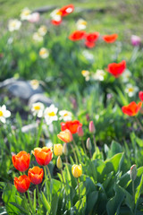 Multi-colored tulips