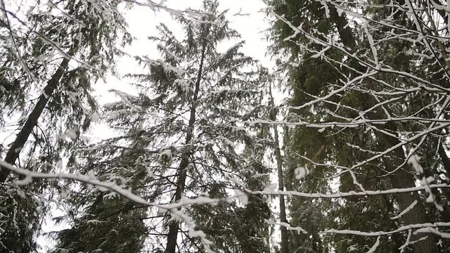 A view looking to the tops of pines in a winter forest. Outdoor nature.