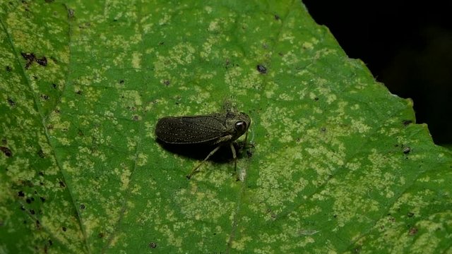 Brown planthopper (Nilaparvata lugens) is insect pests on leaves in tropical rain forest.
