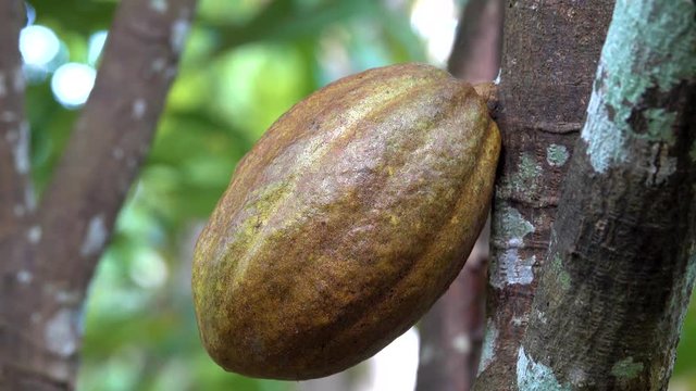 Close up of yellow-orange cacao cocoa fruit or pod in a sunny day on Theobroma cacao tree. Can Tho, Vietnam. Theobroma cacao also called the cacao tree and the cocoa tree