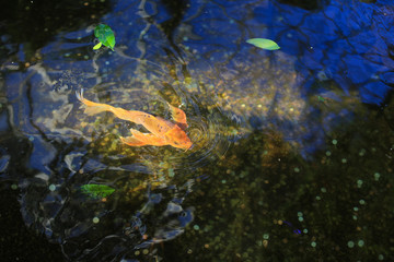 Goldfish in the pond in the sun light