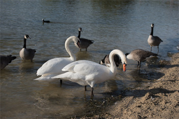 cygnes et oies à la base de loisirs de Verneuil-sur-Seine à l'ouest de Paris