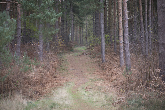 Images Taken At Clumber Park Nottinghamshire England