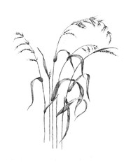 schwarz weiß illustration einer gruppe wilder gräser