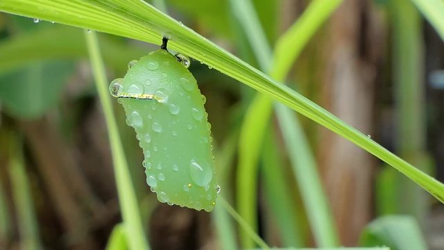 Pupa of a butterfly on leaves in tropical rain forest, after rain.