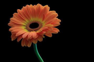 Orange Standout