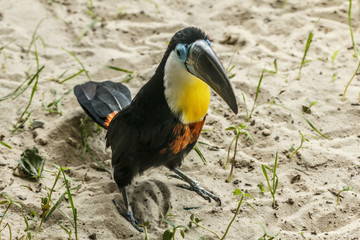 Toucan sitting close-up. © bravissimos