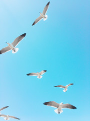 Seagulls flying in blue sky