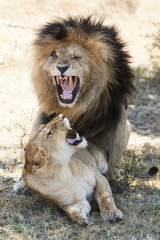 Lions mating in the Masai Mara