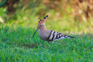 Hoopoe searching worms