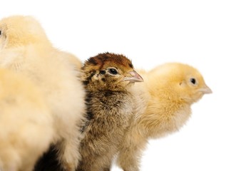 Chicks - Baby Chicken