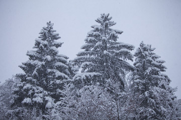 Schneebedeckt Bäume im Winter