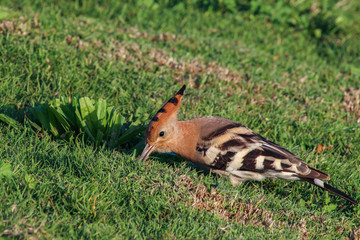 Hoopoe searching for worms in the park