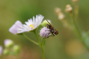 Fliege auf Blume