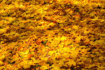 Yellow fallen maple leaves. Autumn, yellow leaves. Sunny weather.