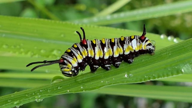 Nettle Caterpillar on leaves in tropical rain forest.
