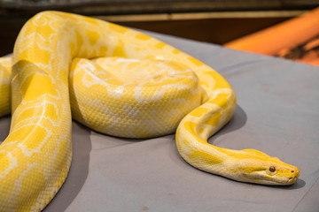 Close up Python gold