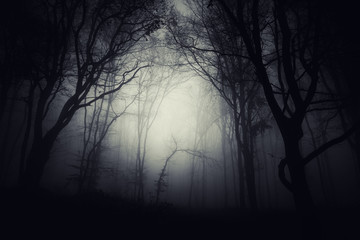 Fototapeta premium dark fantasy forest background
