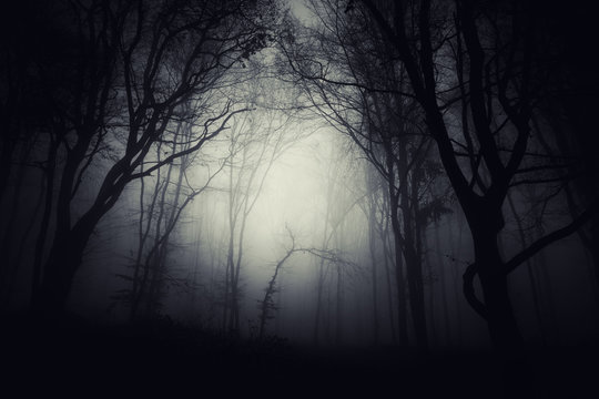 Fototapeta dark fantasy forest background