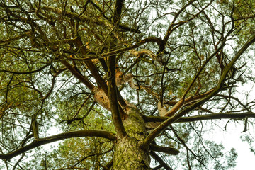 An old pine tree with crooked branches. See from below