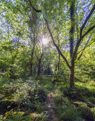 narrow path made by wild animals in the middle of a very lush and green forest. With the sun shining front in Galicia (Spain).