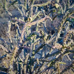 Cactus Detail Sonoran Desert Arizona