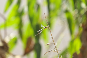 Dragonfly 