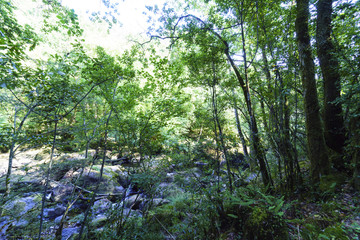 Fototapeta na wymiar Image of chaotic mix of very green vegetation and rocks covering the channel of the mountain river called 