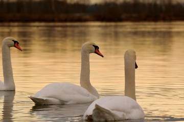 Schwan auf dem Lechfeld