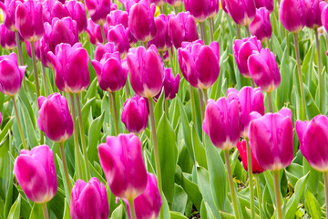 The purple tulips blooming in a garden colorful flowers.