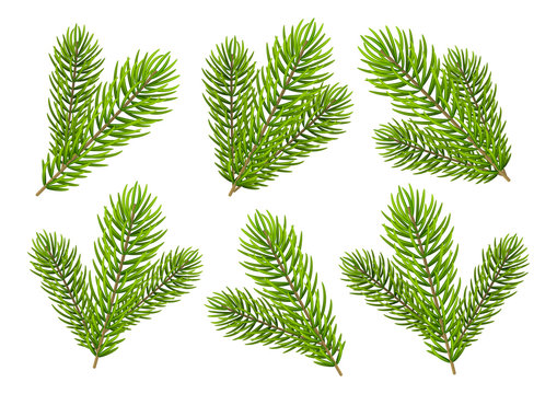 Set of Christmas tree branches isolated on white