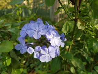 Plumbago